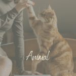 animal