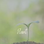 Plant
